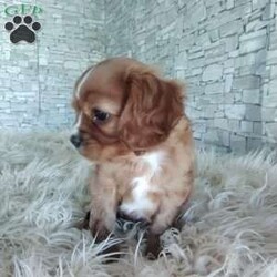 AJ/Cavalier King Charles Spaniel									Puppy/Male	/7 Weeks,Look at me! A healthy happy friendly playful puppy who loves to give puppy kisses! Born and raised in the rolling hills of Holmes county .come meet me or I can be transported to your front door for a small additional fee.text or call for more info.
