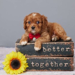 Chase/Cavalier King Charles Spaniel									Puppy/Male	/8 Weeks,Meet Chase, a sweet Cavalier King Charles Spaniel who’s ready to bring joy into your life! With his gentle nature and loving eyes, he’ll quickly become your best friend. Chase is AKC registered, vet checked, and fully up to date on all shots and vaccines, giving you peace of mind. Raised with care, he’s healthy, happy, and eager to meet his forever family. Don’t miss out; bring Chase home today and start making memories together!