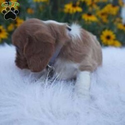 Pumpkin/Cavalier King Charles Spaniel									Puppy/Male	/8 Weeks,Our Cavaliers are loved and played with daily, all pups have been health Checked by the vet, the they are up-to date on vaccines , wormer. Our pups do come with a 1 year health guarantee. We would love if you were able to pick up your pop, but unfortunately do understand that sometimes due to schedules and distance it’s not possible, so we do offer our delivery options coast to coast just message me for a quote.