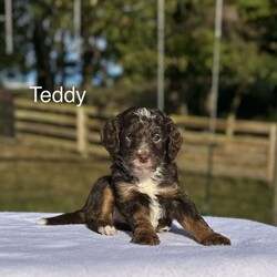 Teddy/Mini Bernedoodle									Puppy/Male	/34 Weeks,Meet Teddy! He is a very friendly chocolate  multigen- chocolate colored Bernedoodle puppy! He will only get to be around 18-22 pounds. He loves kids, is up to date on all shots and wormers. Call or text for a video or more details!
