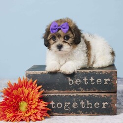 Clarissa/Teddy Bear									Puppy/Female	/10 Weeks,Meet sweet little ! A sweet little Teddy Bear girl that is playful, energetic, adorable, and will be sure to fill your home and heart with lots of love and puppy kisses. She was born on August 30 to Mom Jane (Bichon Frise) and Dad Jackson (Shihtzu) Mom weighs 9 lbs and Dad weighs 14 lbs so we expect  to weigh between 9 and 14 lbs full grown. She is up to date on all her vaccines and dewormer to keep her happy and healthy. She comes with a 30 day health guarantee, plus all her paperwork, food, and a few essentials to make the transition easier for all! If you think  might be the one for you. Please call or text to adopt her today! Or make an appointment to meet her in person or put a deposit on her. Delivery to your home is available for an additional fee.