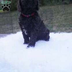 Ollie/Aussiedoodle									Puppy/Male	/10 Weeks,this beautiful Chocolate Ausiedoodle is going to be a little taller then the rest of the siblings , he loves to run play and Tussle with his siblings, would make an excellent walking/hiking partner, he is interacted with daily by kids and adults.