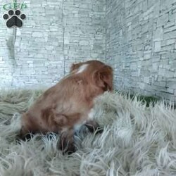 AJ/Cavalier King Charles Spaniel									Puppy/Male	/7 Weeks,Look at me! A healthy happy friendly playful puppy who loves to give puppy kisses! Born and raised in the rolling hills of Holmes county .come meet me or I can be transported to your front door for a small additional fee.text or call for more info.