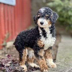 Teddy/Mini Bernedoodle									Puppy/Male	/34 Weeks,Meet Teddy! He is a very friendly chocolate  multigen- chocolate colored Bernedoodle puppy! He will only get to be around 18-22 pounds. He loves kids, is up to date on all shots and wormers. Call or text for a video or more details!
