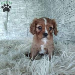 AJ/Cavalier King Charles Spaniel									Puppy/Male	/7 Weeks,Look at me! A healthy happy friendly playful puppy who loves to give puppy kisses! Born and raised in the rolling hills of Holmes county .come meet me or I can be transported to your front door for a small additional fee.text or call for more info.