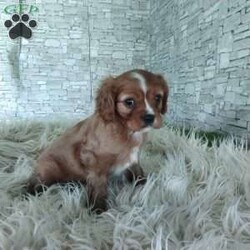 AJ/Cavalier King Charles Spaniel									Puppy/Male	/7 Weeks,Look at me! A healthy happy friendly playful puppy who loves to give puppy kisses! Born and raised in the rolling hills of Holmes county .come meet me or I can be transported to your front door for a small additional fee.text or call for more info.