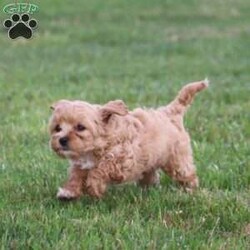 Kiva/Mini Labradoodle									Puppy/Female	/9 Weeks,Meet Kiva, a precious hypoallergenic F1bb mini labradoodle.  She is cuddly and sweet and enjoys snuggles. She has been loved and played with alot as she is family raised and enjoys being with children. She has an adorable personality,  so sweet and gentle. She comes with a clear vet check,  up to date vaccinations, and dewormed.  Her mom weighs 30 lbs. and her dad weighs 10 lbs. She will likely grow to weigh somewhere between the two. She is ready to join her new family! 