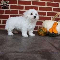 Bunny/Bichon Frise									Puppy/Female	/August 8th, 2025,Bunny is as sweet and gentle as her name suggests. With her soft coat and tender spirit, she has a way of making everyone feel calm and cherished. Bunny loves being close—whether that means resting in your lap or following you around the house just to be near you. She has a playful spark, often hopping about with excitement when she sees her favorite toy, reminding you of a little bunny rabbit in motion. But beyond her playful charm, Bunny is all heart. She’s the kind of puppy who makes you pause and smile, even on the busiest of days. Her affectionate nature ensures that she’ll always be a source of comfort and joy, whether through a nuzzle against your cheek or the sparkle in her eyes when she sees you walk in the door. Bunny doesn’t just brighten a room—she fills it with love. She’s the kind of companion that makes life feel softer, sweeter, and infinitely more joyful.