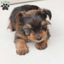 Rocky/Yorkie									Puppy/Male	/August 26th, 2025,Rocky is a part of the absolute dreamiest litter of Yorkies, his dad is chocolate, and his mom is black and tan with a party bloodline . he has an approximate adult weight of 4 to 5 pounds . 