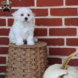 Bunny/Bichon Frise									Puppy/Female	/August 8th, 2025,Bunny is as sweet and gentle as her name suggests. With her soft coat and tender spirit, she has a way of making everyone feel calm and cherished. Bunny loves being close—whether that means resting in your lap or following you around the house just to be near you. She has a playful spark, often hopping about with excitement when she sees her favorite toy, reminding you of a little bunny rabbit in motion. But beyond her playful charm, Bunny is all heart. She’s the kind of puppy who makes you pause and smile, even on the busiest of days. Her affectionate nature ensures that she’ll always be a source of comfort and joy, whether through a nuzzle against your cheek or the sparkle in her eyes when she sees you walk in the door. Bunny doesn’t just brighten a room—she fills it with love. She’s the kind of companion that makes life feel softer, sweeter, and infinitely more joyful.