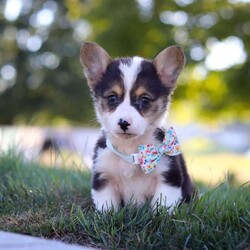 Cinderella/Pembroke Welsh Corgi									Puppy/Female	/8 Weeks,Meet Cinderella, our adorable AKC Registered Pembroke Welsh Corgi! With her signature short legs, fluffy coat, and perky ears, she is the epitome of Corgi cuteness. This playful and affectionate breed is known for its intelligence and lively spirit, and she is no exception. When the day’s adventures are over, she transforms into a snuggle expert, ready to melt your worries away with her warmth and cuddles. Whether she’s chasing toys, exploring the outdoors, or curling up for a cozy nap, her charm will steal your heart.