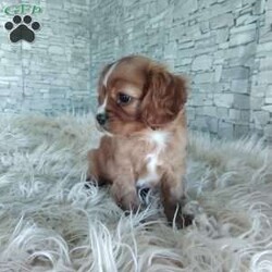 AJ/Cavalier King Charles Spaniel									Puppy/Male	/7 Weeks,Look at me! A healthy happy friendly playful puppy who loves to give puppy kisses! Born and raised in the rolling hills of Holmes county .come meet me or I can be transported to your front door for a small additional fee.text or call for more info.