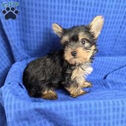 Sonny- tiny/Yorkie									Puppy/Male	/9 Weeks,Sonny is a very sweet and well socialized puppy, he loves to play with children. He is smaller than his brother,  but very lively  and friendly.  His parents  are approximately  4 to 5 #, therefore Sonny will possibly be  on the smaller  side as an adult . Please contact us to make sweet Sonny your very own puppy!