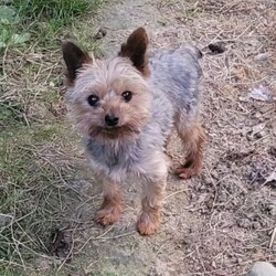 Sonny- tiny/Yorkie									Puppy/Male	/9 Weeks,Sonny is a very sweet and well socialized puppy, he loves to play with children. He is smaller than his brother,  but very lively  and friendly.  His parents  are approximately  4 to 5 #, therefore Sonny will possibly be  on the smaller  side as an adult . Please contact us to make sweet Sonny your very own puppy!