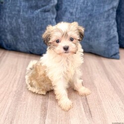 Betty/Havanese									Puppy/Female	/10 Weeks,Hello there! I’m Betty a beautiful Havanese puppy! These puppies have a Mom that weighs around 11 pounds and Dad weighs around 12 pounds! Betty is the perfect addition to any family. Don’t miss the opportunity to bring home this delightful Havanese puppy! I’m well socialized with children and ready to fit into your family! I would love to fill your home with all of my puppy love! I have been vet checked, microchipped and I am up to date on vaccinations and dewormings and will come with a one year genetic health guarantee. Call or text anytime to make me the newest addition to your family and get ready to spend a lifetime of tail wagging fun! See attached video! 