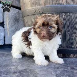 Nick/Havanese									Puppy/Male	/9 Weeks,   Looking for a puppy that’s as loving as he is adorable? Meet Nick, a Purebred AKC Registered Havanese with a gorgeous chocolate sable & white coat and the sweetest puppy eyes! Vet Checked & Healthy Up to Date on Shots & Dewormings Microchipped for Safety Comes with a Health Guarantee Delivery Available right to your door! Nick’s soft, fluffy coat and affectionate personality make him the perfect cuddle buddy and family companion. Whether playing or snuggling, he’s sure to steal your heart! Contact us today to reserve your new best friend!