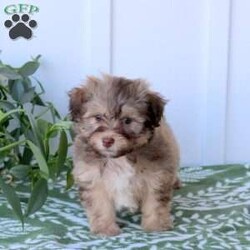 Caspian/Havanese									Puppy/Male	/July 27th, 2025,Caspian is a wiggly and sweet Havanese puppy who is great with kids and can be registered with the AKC! This adorable boy is well socialized, family raised with children, and ready to meet you! Caspian has been seen by a vet and is up to date on shots and de-wormer. He will also come home with a health guarantee provided by the breeders!