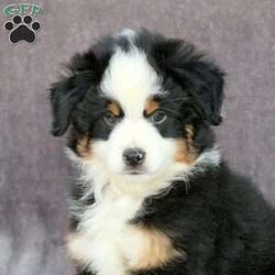 Ollie/Miniature Australian Shepherd									Puppy/Male	/34 Weeks,Ollie is a sweet natured Miniature Australian Shepherd puppy who is great with kids and can be registered with the ASDR. This playful boy is friendly and charming! He is well socialized, family raised with children, and ready to be the best addition to his forever family! Ollie will be seen by a vet and kept up to date on shots and de-wormer. He’ll also come home with a health guarantee provided by the breeders.