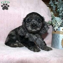 Lavendar/Cocker Spaniel									Puppy/Female	/August 27th, 2025,Are you looking for a classic family dog who was born to be snuggled? This Cocker Spaniel puppy has had all the love and attention from our family starting on day one and is ready to have a forever family to share puppy kisses with! Each puppy comes up to date on shots and dewormer, has been vet checked, and comes with an extended health guarantee for your peace of mind! The mother Lily is our family dog and she is a great momma to her puppies teaching them how to play and explore. If you are looking for the ideal family dog contact us today to learn how you can make this puppy your own!