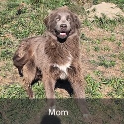 Katie/Newfoundland									Puppy/Female	/8 Weeks,Hello there! I’m Katie, a beautiful Gray colored Newfoundland puppy! Katie is the perfect addition to any family. Don’t miss the opportunity to bring home this delightful Newfoundland puppy! Katie is a typical Newfy, playful and curious! I would love to fill your home with all of my puppy love! I have been vet checked, and I am up to date on vaccinations and dewormings and will come with a one year genetic health guarantee and AKC registration. You’re welcome to stop by and look at these lovely Newfoundlands anytime and see for yourself how much love they get! 