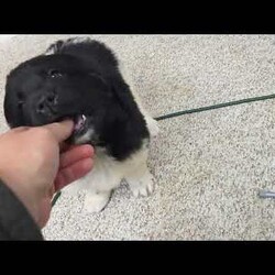 Polly/Newfoundland									Puppy/Female	/10 Weeks,Hello there! I’m Polly, a beautiful Black Newfoundland puppy! Polly is the perfect addition to any family. Don’t miss the opportunity to bring home this delightful Newfoundland puppy! Polly is a typical Newfy, playful and curious! I would love to fill your home with all of my puppy love! I have been vet checked, and I am up to date on vaccinations and dewormings and will come with a one year genetic health guarantee and AKC registration. You’re welcome to stop by and look at these lovely Newfoundlands anytime and see for yourself how much love they get! See attached video!