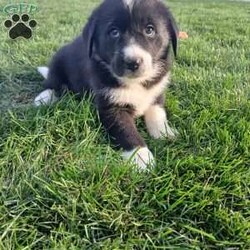 Sunny/Newfoundland Mix									Puppy/Female	/September 11th, 2025,Sunny, her sweet temperament and lively play will most certainly win your heart! Her mother is an AKC registered Newfoundland and her dad is a mix. While it wasn’t meant to happen they had the cutest puppies!! Both parents love attention and being around their people. We are doing our best to give these puppies are great start and want to find families who can continue giving them a great life:) please reach out with an questions and I will get back to you as soon as possible.  