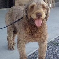 Tally/Portuguese Water Dog									Puppy/Female	/62 Weeks,Meet Tally, an adorable Portuguese Water Dog — the perfect blend of brains, beauty, and affection! This little bundle of fluff is full of playful energy and sweet cuddles.