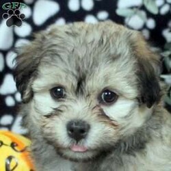 Lily/Havanese									Puppy/Female	/August 9th, 2025,Meet your new BFF, Lily! This fluffy Havanese puppy is vet checked & up to date on shots & wormer. He is registered with the ACA, plus comes with a health guarantee provided by the breeder! Lily is well socialized & currently being family raised with children!