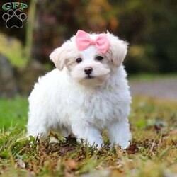 Jasmine/Maltipoo									Puppy/Female	/10 Weeks,Hi, I’m Jasmine — a darling little Maltipoo with a heart full of love and a playful sparkle in my eyes! My soft, fluffy coat and happy little wiggle make it hard not to smile when you see me. I love playing with my toys, exploring new places, and curling up for cozy snuggles when it’s time to rest. Whether I’m bouncing around or nestled in your arms, I’m always ready to fill your days with joy, laughter, and sweet puppy kisses!