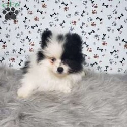 Lola/Pomeranian									Puppy/Female	/9 Weeks,Lola is a sweet pomeranian puppy with a gentle disposition. This cutie is well socialized and will be so happy to meet you! Lola has been vet checked and is up-to-date on shots and deworming. She will be a great addition to your family. For more information or to schedule a visit please call or text us today. 