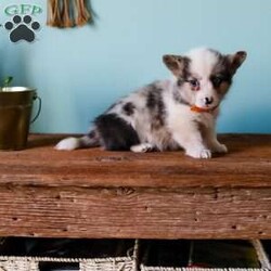 Grant/Pembroke Welsh Corgi									Puppy/Male	/8 Weeks,Our adorable Corgi puppies each have their own unique coloring and gentle, cheerful personality. They’re calm, playful, and ready to join your family. Every puppy is vet checked, dewormed, and up to date on shots. They’re well socialized and spend lots of time with our children, making them excellent companions for families looking for a friendly, easygoing pup.