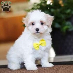 Carson/Maltipoo									Puppy/Male	/8 Weeks,Carson will join his new family vet-checked, microchipped, up to date on vaccines and dewormer, and covered by our one-year health guarantee. If you have any questions or would like to learn more, feel free to call or text Tina Hershberger 