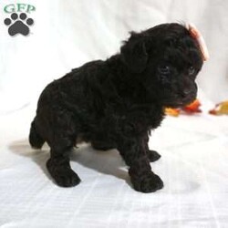 Mindy/Toy Poodle									Puppy/Female	/7 Weeks,Meet the beautiful, Mindy! She is a sweet toy poodle, waiting to find her forever family. She will be approximately 4-6lbs fully grown. She has been well socialized with other dogs, and our children. She is AKC registered, microchipped, and is up to date on shots, and wormer. You need to meet her in person to see how smart & sweet she is. Reach out today to make her yours!