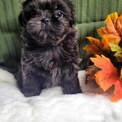 Hazel/Shih Tzu									Puppy/Female	/12 Weeks,Hazel is a very Lively and well socialized puppy. She has a beautiful blue coat plus an AKC registration and is tested with embark. Please contact us to make sweet Hazel your  very own puppy!
