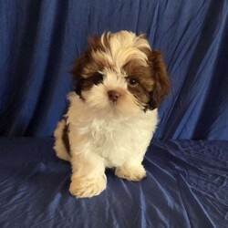 Harper/Shih Tzu									Puppy/Male	/10 Weeks,Harper is a very sweet and well socialized  puppy. He loves to romp and play with his siblings.He has a beautiful  liver, chocolate color.His parents  are approximately  8 #. Please contact us to make sweet  Harper your very own puppy!