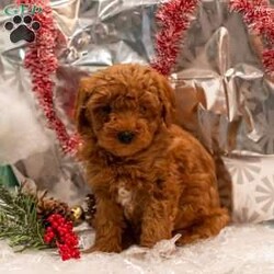 Ace/Mini Goldendoodle									Puppy/Male	/8 Weeks,These adorable Mini Goldendoodle puppies are looking for loving forever homes! They have been family raised with care and attention, making them well-socialized, friendly, and used to the sights and sounds of everyday life. They love to play, cuddle, and be close to people, making them the perfect choice for families or individuals looking for a loyal companion.