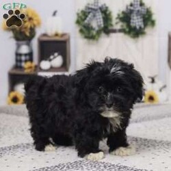 Buster/Havapoo									Puppy/Male	/12 Weeks,Meet Buster, a lovable Hava-Poo with a playful heart and a gentle soul! Raised with care by our family, Buster is well-socialized, happy, and ready to bring joy to your home. He’s been vet checked, is up to date on his vaccines and dewormer, and is in great health. Whether it’s snuggles on the couch or fun in the yard, Buster is ready to be your best friend.