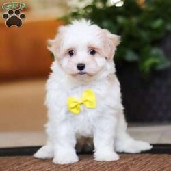 Carson/Maltipoo									Puppy/Male	/8 Weeks,Carson will join his new family vet-checked, microchipped, up to date on vaccines and dewormer, and covered by our one-year health guarantee. If you have any questions or would like to learn more, feel free to call or text Tina Hershberger 