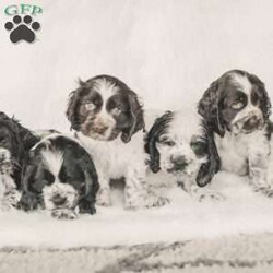 Mona/Cocker Spaniel									Puppy/Female	/8 Weeks,Meet our AKC Cocker Spaniel puppies! They are family raised and love to follow our three year old everywhere! 