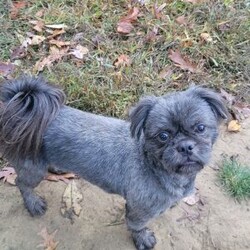 Hazel/Shih Tzu									Puppy/Female	/12 Weeks,Hazel is a very Lively and well socialized puppy. She has a beautiful blue coat plus an AKC registration and is tested with embark. Please contact us to make sweet Hazel your  very own puppy!
