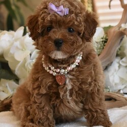 Coco/Toy Poodle									Puppy/Female	/15 Weeks,Beautiful AKC Registered litter of Red Poodle pups now ready to go to their new homes, they have age appropriate vaccinations and deworming, they are also Microchipped and Registered, my Pups will be in the 6 to 8lbs Range, they have been fed premium food and bottled water since being weaned, we have started on potty training getting them use to going potty on potty pads, and now that they have been vaccinated they can start to learn to go potty outside, they all have playful sweet loving personalities, they are not Yappy at all, very loving and silly and not hyperactive, each pup will come with all paperwork and registration papers etc as well as a puppy starter kit that will include, new feeding bowl, treats, toys, starter food, potty training pads etc, You are welcome to come to my home meet the pups and their parents and see if its a good fit, if you are not in the area meeting at a halfway point can be arranged if its within a 3hr drive, if shipping is needed shipping to any major airport can be arranged with the pup escorted by a shipping nanny for an additional $650, call or text if you would like to come see the pups, thanks