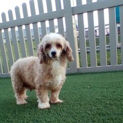 Carson/Maltipoo									Puppy/Male	/8 Weeks,Carson will join his new family vet-checked, microchipped, up to date on vaccines and dewormer, and covered by our one-year health guarantee. If you have any questions or would like to learn more, feel free to call or text Tina Hershberger 