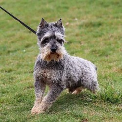 Charity/Miniature Schnauzer									Puppy/Female	/8 Weeks,Charity is a sweet little AKC Miniature Schnauzer with a big heart and an even bigger personality. Her soft, shiny coat and bright, twinkling eyes are impossible to resist, and her playful, friendly nature makes her the kind of puppy everyone falls in love with. Charity enjoys exploring new places, playing with her toys, and curling up for cozy naps — the perfect mix of energy and affection.