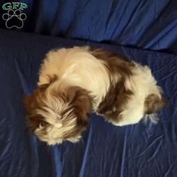 Harper/Shih Tzu									Puppy/Male	/10 Weeks,Harper is a very sweet and well socialized  puppy. He loves to romp and play with his siblings.He has a beautiful  liver, chocolate color.His parents  are approximately  8 #. Please contact us to make sweet  Harper your very own puppy!