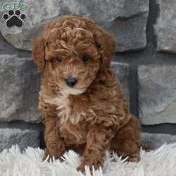 Skittles/Toy Poodle									Puppy/Male	/8 Weeks,I offer a one year health guarantee. Up to date on shots and dewormings. Skittles is well socialized and loves attention. He is great with kids and other pets. I’m looking for a loving indoor home. Shipping options are available anywhere in the US. All Sunday calls are returned on Mondays. Thanks Jon