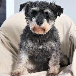 Lexi/Miniature Schnauzer									Puppy/Female	/9 Weeks,Lexi is an adorable little AKC Mini Schnauzer with a loving heart and a bright, lively spirit. Her soft, glossy coat and sparkling eyes make her absolutely irresistible. She’s full of personality — playful, curious, and affectionate all at once. Whether she’s busy chasing her toys, exploring her surroundings, or snuggling up for a nap, Lexi brings joy and sweetness to every moment.