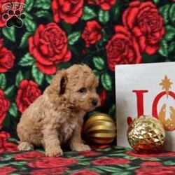Kinsley/Morkie-Poo									Puppy/Female	/6 Weeks,This baby girl is ready to find her forever home! She is expected to be 7-8 lbs. full grown. She is being family raised with children and is very well socialized. She is up to date on all vaccines and preventive deworming. We encourage you to come meet her in person, however if you are out of the area, we offer facetime calls! If you have any questions or would like to make a deposit to place her on hold, give us a call/text or send us a message. All of our puppies go home with their proper paperwork, a 2 year genetic health guarantee, 30 free trail of Trupanion Pet Insurance, pre-paid registration that is emailed to you once you bring your puppy home, a pre-paid online K9 Master Class and microchipped. Each of our puppies also go home with some food to transition on, NuVet & treats. We do accept Ven