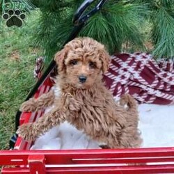 Cinnamon/Toy Poodle									Puppy/Female	/9 Weeks,Meet Cinnamon, an adorable puppy with a sweet and playful personality!  She is family-raised with children and socialized, making him a perfect companion.  Cinnamon is vet checked, up-to-date on shots and dewormer, and comes with a 1 year genetic health guarantee. She’s petite and cute, and is registered with the ACA. If you’re interested in giving Cinnamon a forever home, please call or text Lenora today!