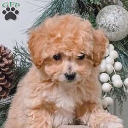 Alex/Bich-Poo									Puppy/Male	/9 Weeks,Meet Alex! This adorable Bich-poo puppy is vet checked & up to date on shots & wormer, plus comes with a health guarantee provided by the breeder! Alex is well socialized & can’t wait to join in on all the fun at your place!