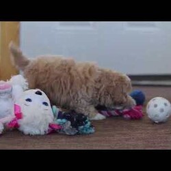 Keith/Maltipoo									Puppy/Male	/9 Weeks,Keith will join his new family vet-checked, microchipped, up to date on vaccines and dewormer, and covered by our one-year health guarantee. If you have any questions or would like to learn more, feel free to call or text Tina Hershberger 